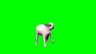 horse animals xxxxxx video